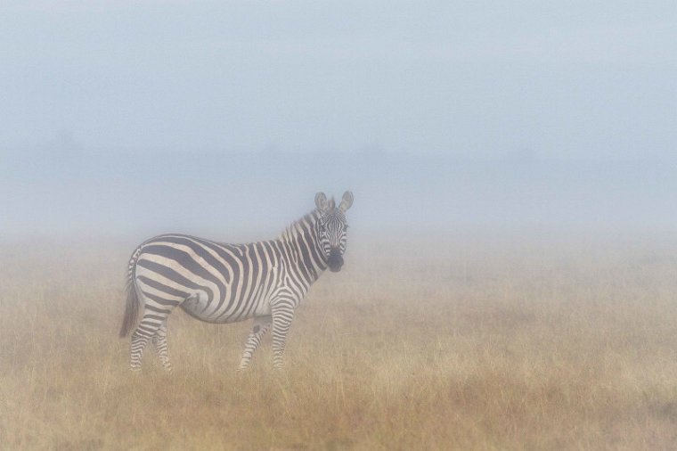 108 Masai Mara, zebra.jpg